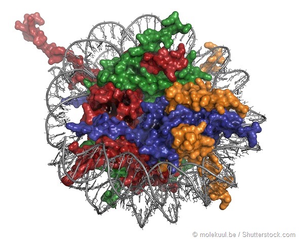 DNA wrapped around histones