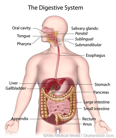 Digestive system diagram