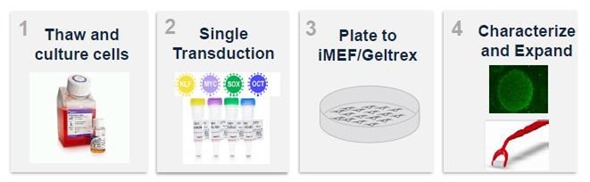 Schematic overview of the CytoTune