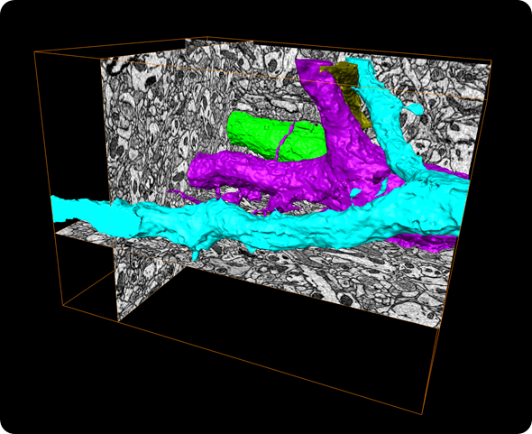 FEI Teneo VS Image 3slice-surface-1