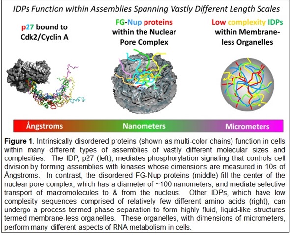 IDPs function within assemblies spanning vastly different length scales