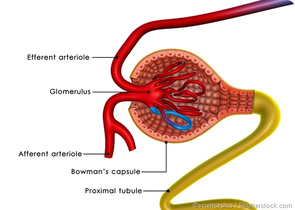 Glomerulus