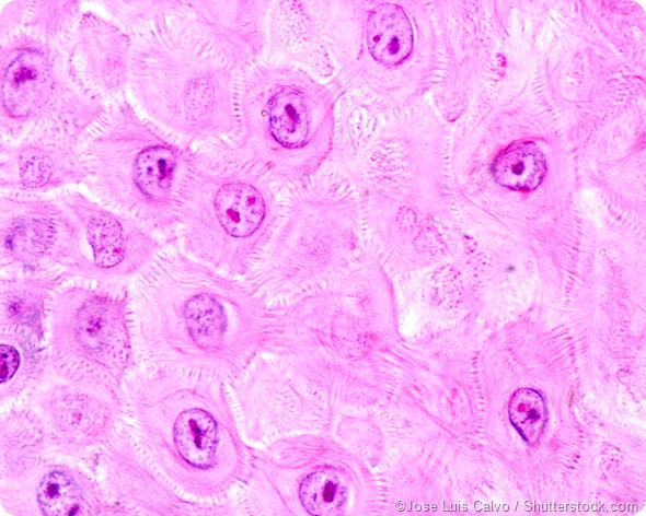 epidermis desmosomes