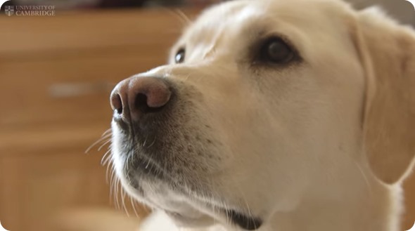 Magic diabetes detection dog