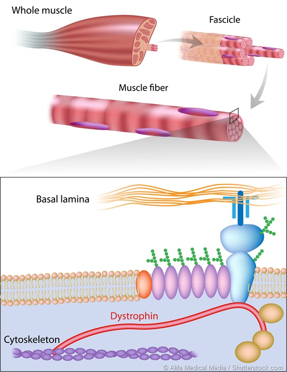 Muscle fiber structure showing dystrophin location. Dystrophin is commonly mutated in muscular dystrophy diseases