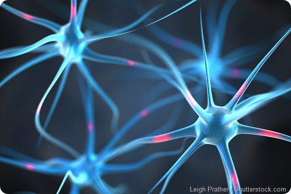 Neurons brain