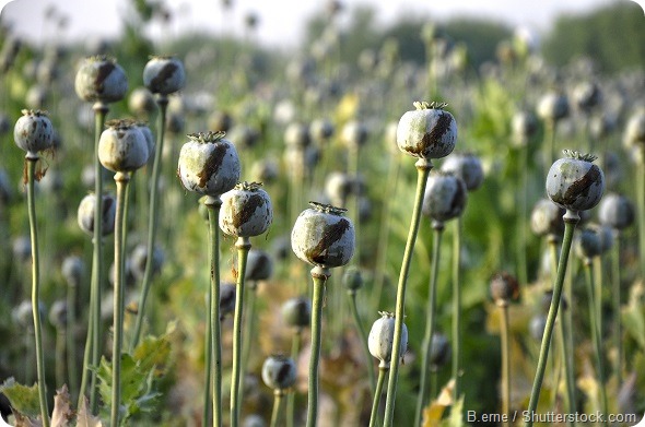 Opium poppies