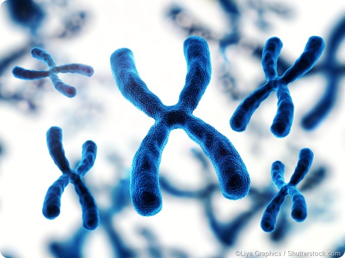 chromosome structure