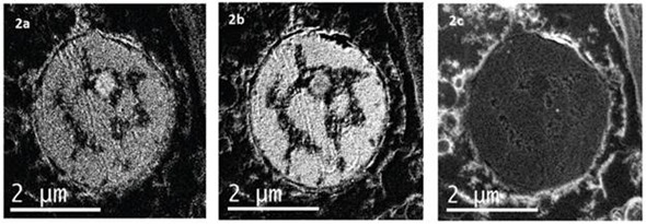 the N K-edge at 401 eV, the P L2,3-edges at 132eV