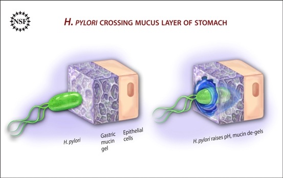 Contact with stomach acid keeps the mucin lining the epithelial cell layer in a spongy gel-like state. This consistency is impermeable to the bacterium Heliobacter pylori. However, the bacterium releases urease which neutralizes the stomach acid. This causes the mucin to liquefy, and the bacterium can swim right through it. Credit: Zina Deretsky, National Science Foundation