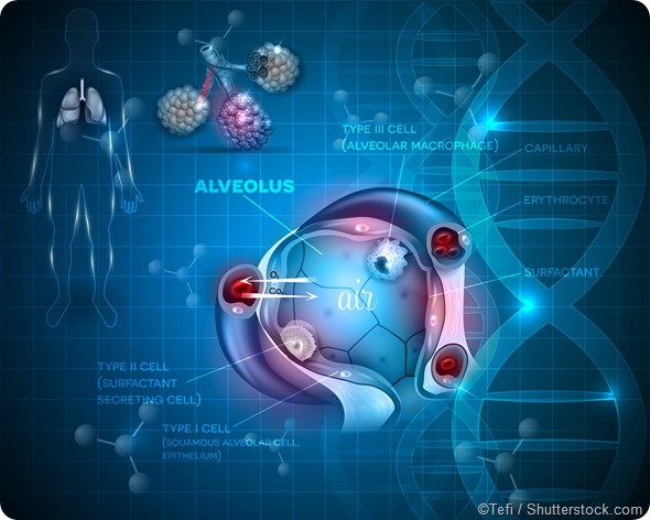 alveoli illustration