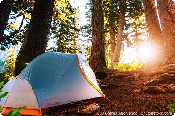 forest tent