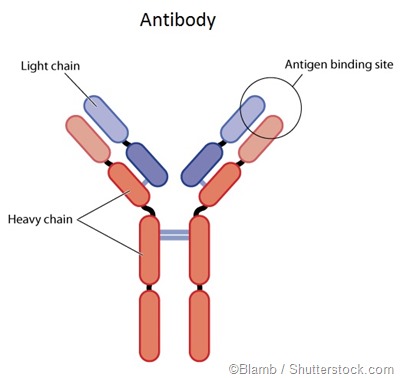 antibody structure