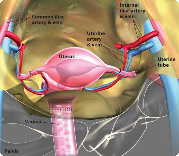 uterus diagram