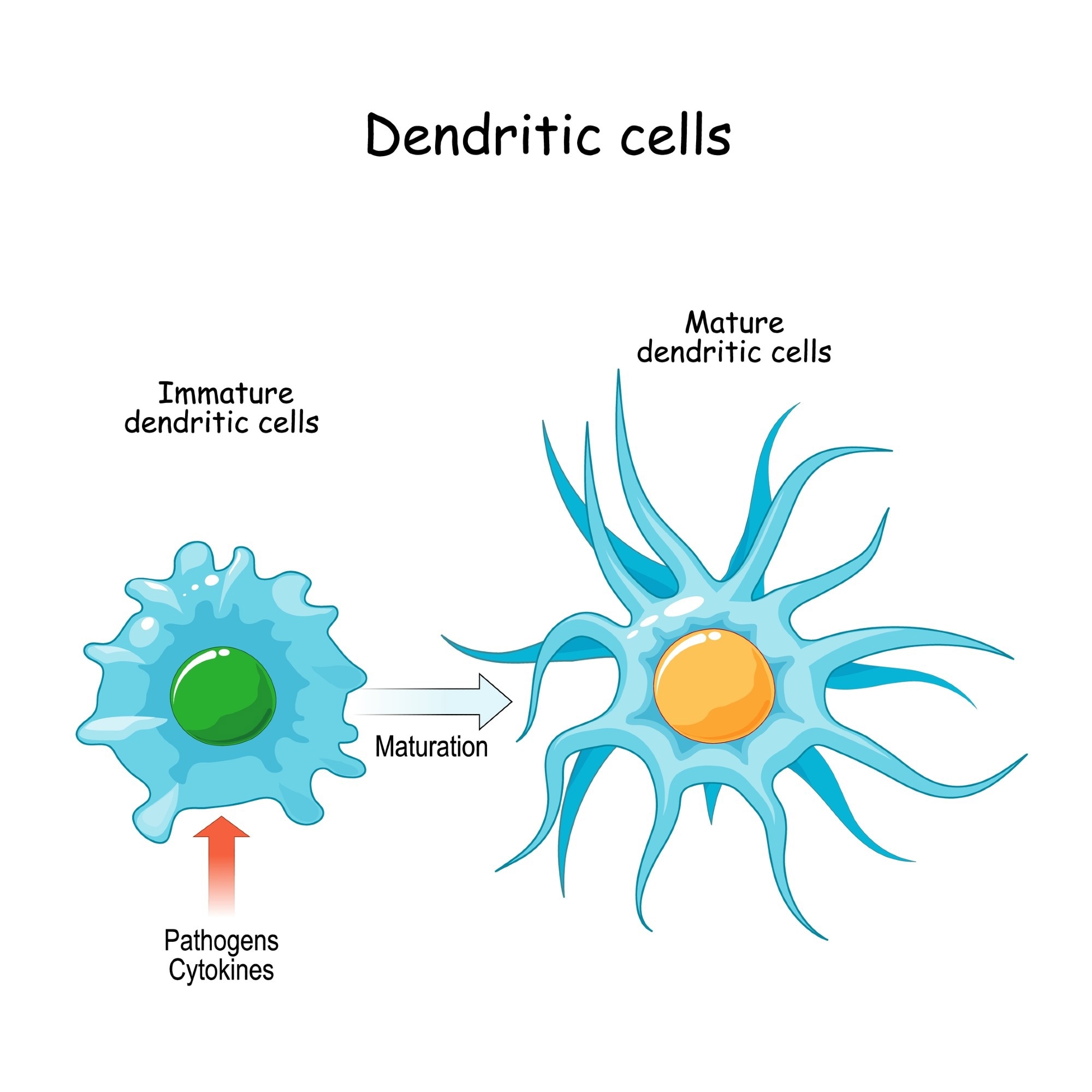Dendritic cells. Image Credit: Designua / Shutterstock
