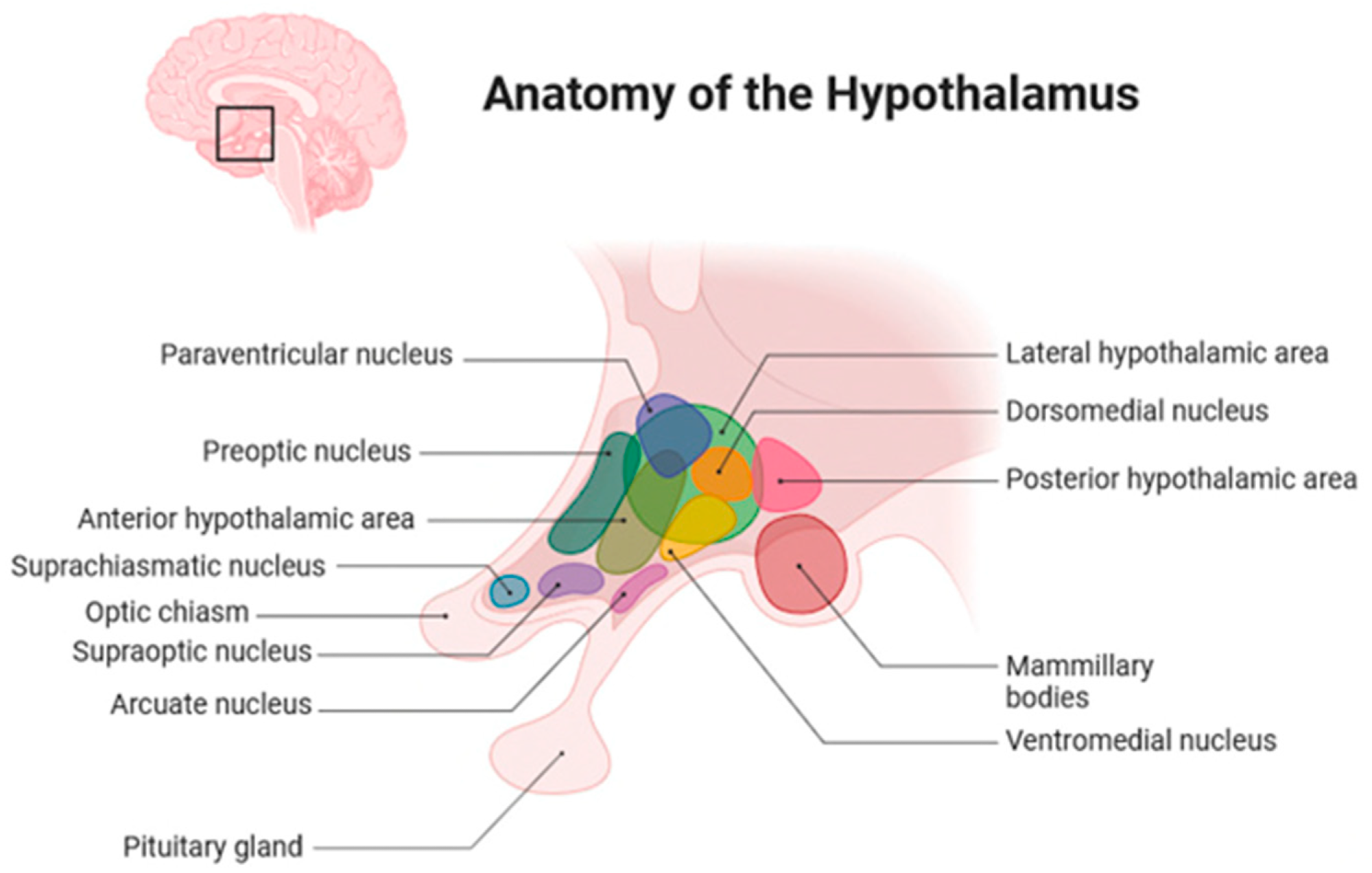 Anatomical scheme of hypothalamic nuclei, including different hypothalamus [created with a graphical software (BioRender; www.biorender.com/, Toronto, CA, USA)5