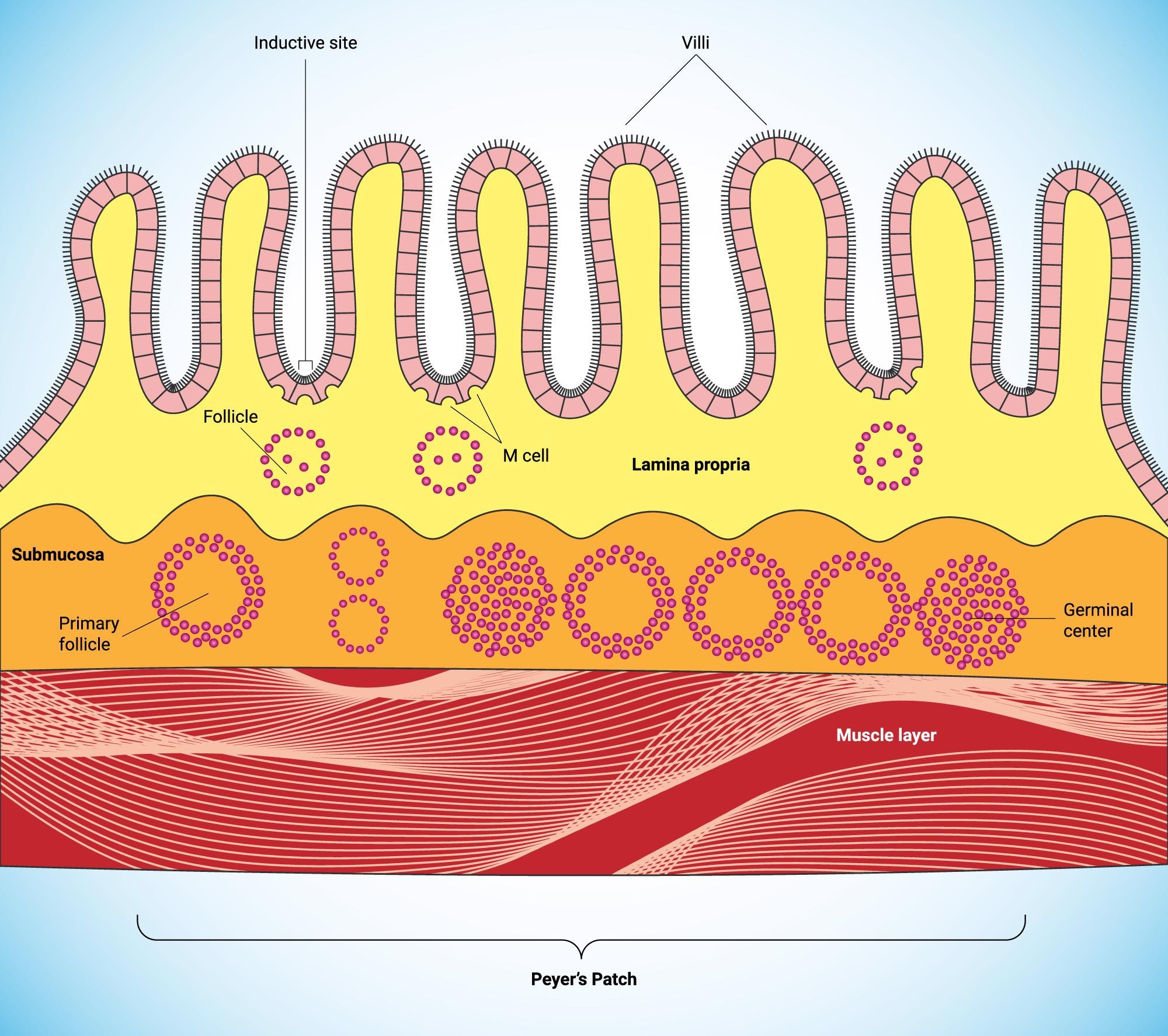 Mucosal barrier