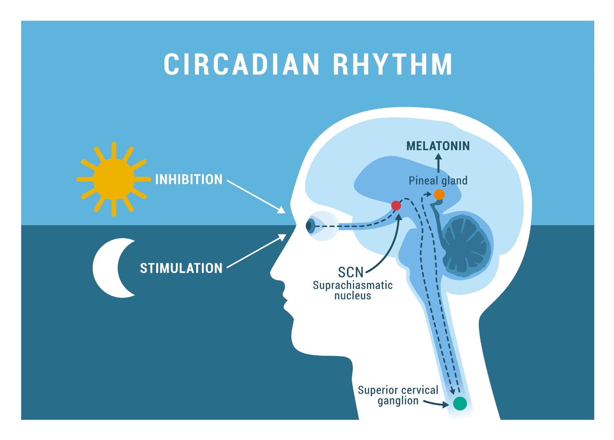 The circadian rhythm