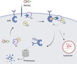 Degradation of integral membrane proteins with PROteolysis TArgeting Chimeras (PROTACs): A challenge we can win?