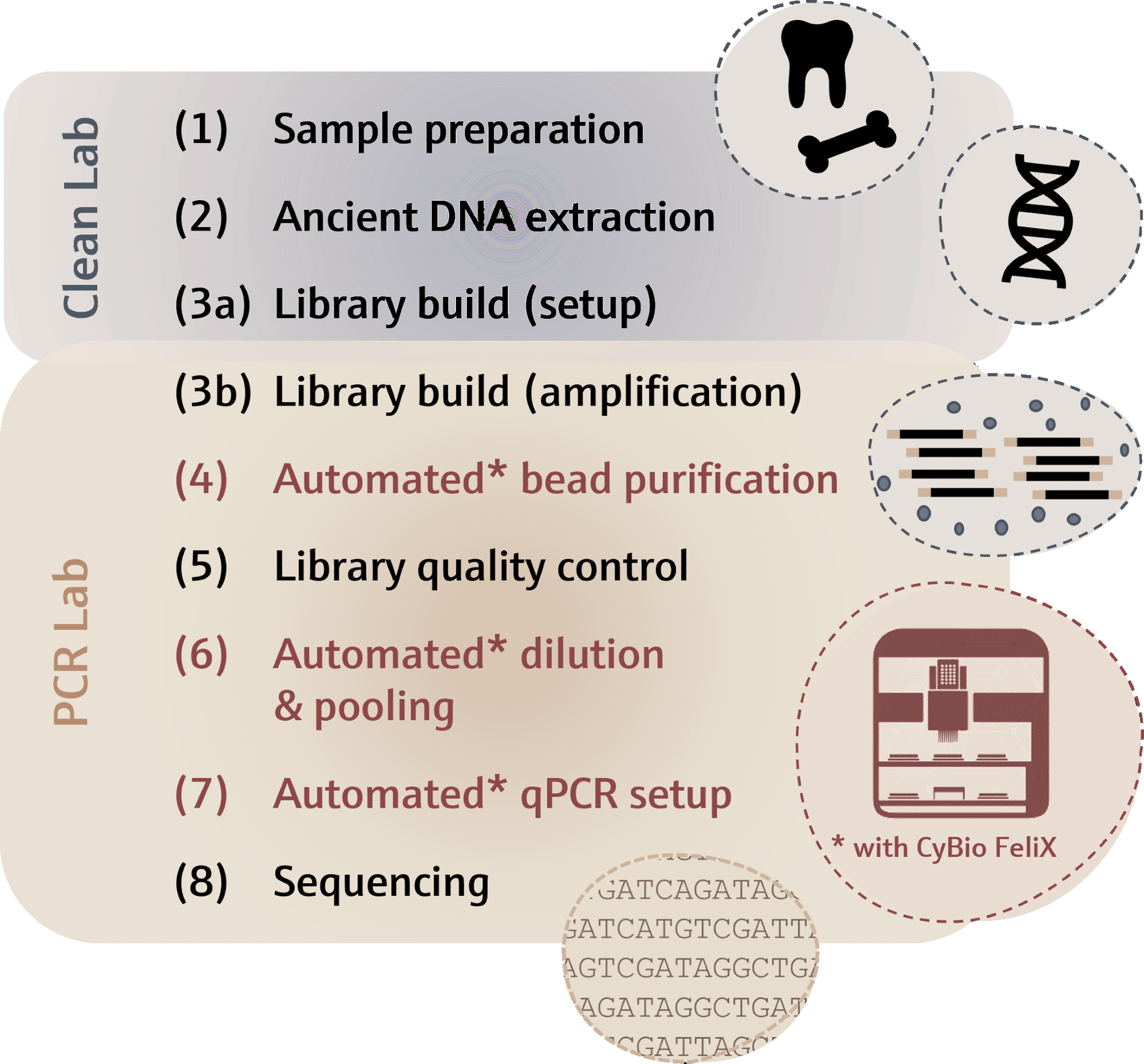 Schematic overview of the library construction workflow for NGS