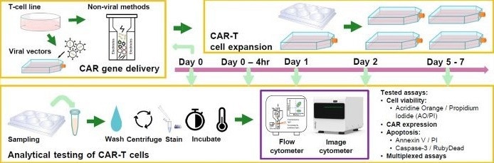 Developing image-based T-cell assays for monitoring apoptosis and CAR expression