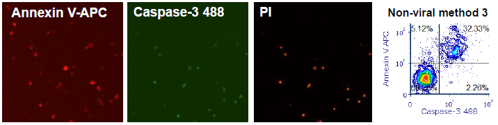 Developing image-based T-cell assays for monitoring apoptosis and CAR expression