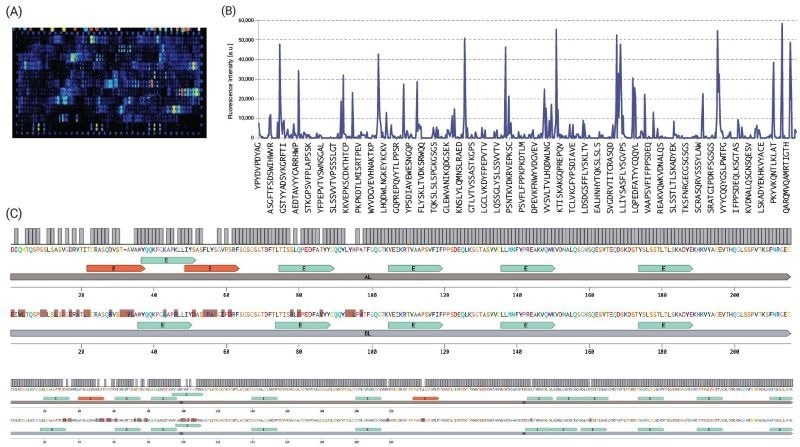For root cause/IRA analysis, the same microarrays were screened with recombinant HLA class II constructs, followed by a validation assay. Due to space limitations, here we show the screening results only for (A) HLA-DRB1:0101 which is known to be associated with the risk of developing ADA, and specifically NAb, in patients treated with Atezolizumab5. (B) The intensity plot highlights the interactions of recombinant soluble HLA-DRB1:0101 protein assayed at a concentration of 30 μg/ml. (C) To be able to visualize the immunogenic regions more clearly, we aligned the heavy and light chains of these inhibitors and integrated the epitope data from our chip-based MAPPS assay (blue). We found out 4 additional T-cell epitope candidates (red) on Atezolizumab amino acid sequence. These epitope candidates are being further validated in T-cell suppression and activation assays with the corresponding synthetic peptides