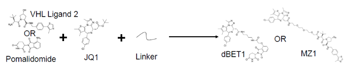 Enhancing therapeutic potential with bivalent molecules