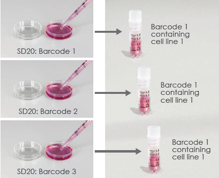 Seed cells, release microcarriers into suspension, and freeze inside cryovials