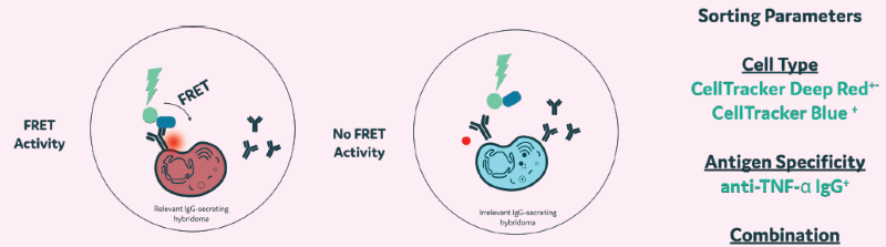 Example selection process. Hybridoma A: Labelled with CellTracker Blue; produces irrelevant IgG. Hybridoma B: Labelled with CellTracker Deep Red; produces an anti-TNF-alpha antibody