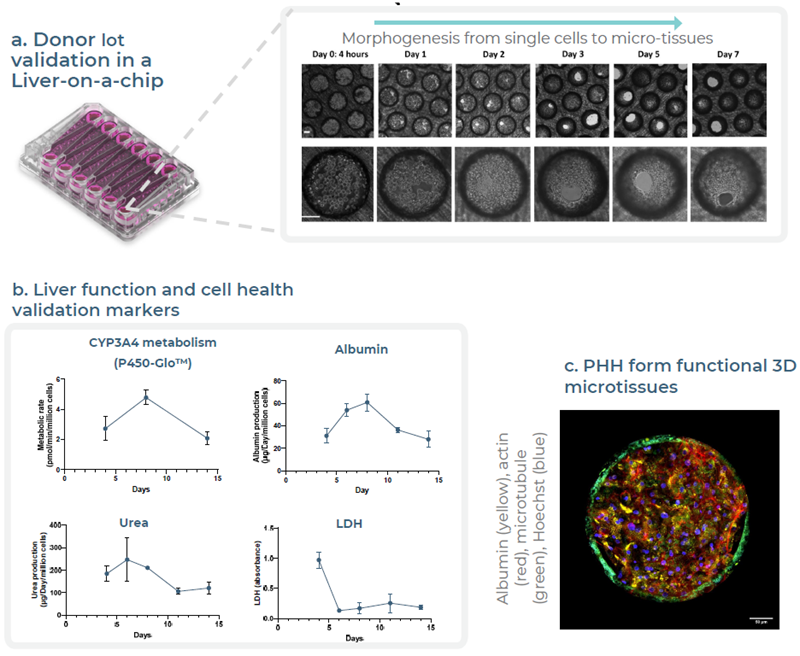Validation of PHH donor first in a Liver-on-a-chip to confirm metabolically functional tissue