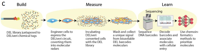 DELiveri®: A high-throughput, hypothesis-free screening platform for identifying novel delivery molecules for RNA therapeutics