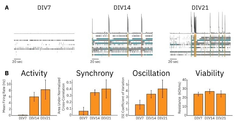 Optimizing a multiplexed cell-based assay for characterizing cortical networks and their responses to neuroactive compounds (Duplicate)