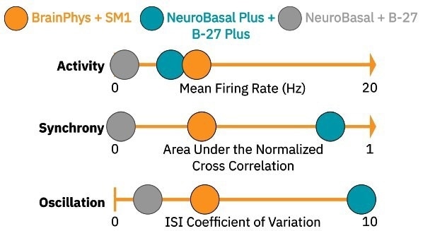 Optimizing a multiplexed cell-based assay for characterizing cortical networks and their responses to neuroactive compounds (Duplicate)