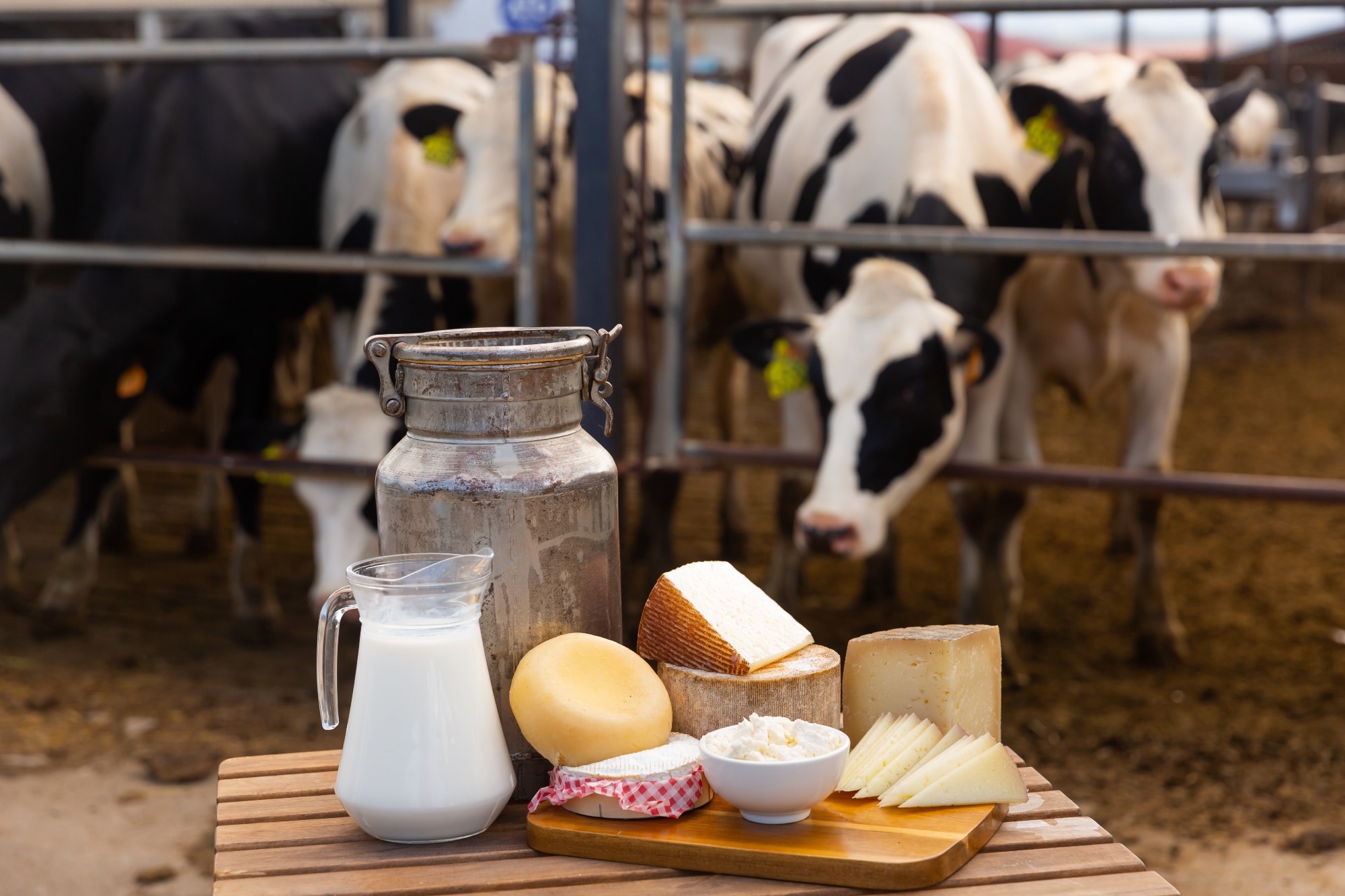 Dairy products - milk, cheese, cottage cheese on the background of cows in the barn.