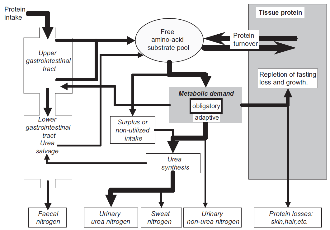Schematic representation of the metabolic demands for amino acids