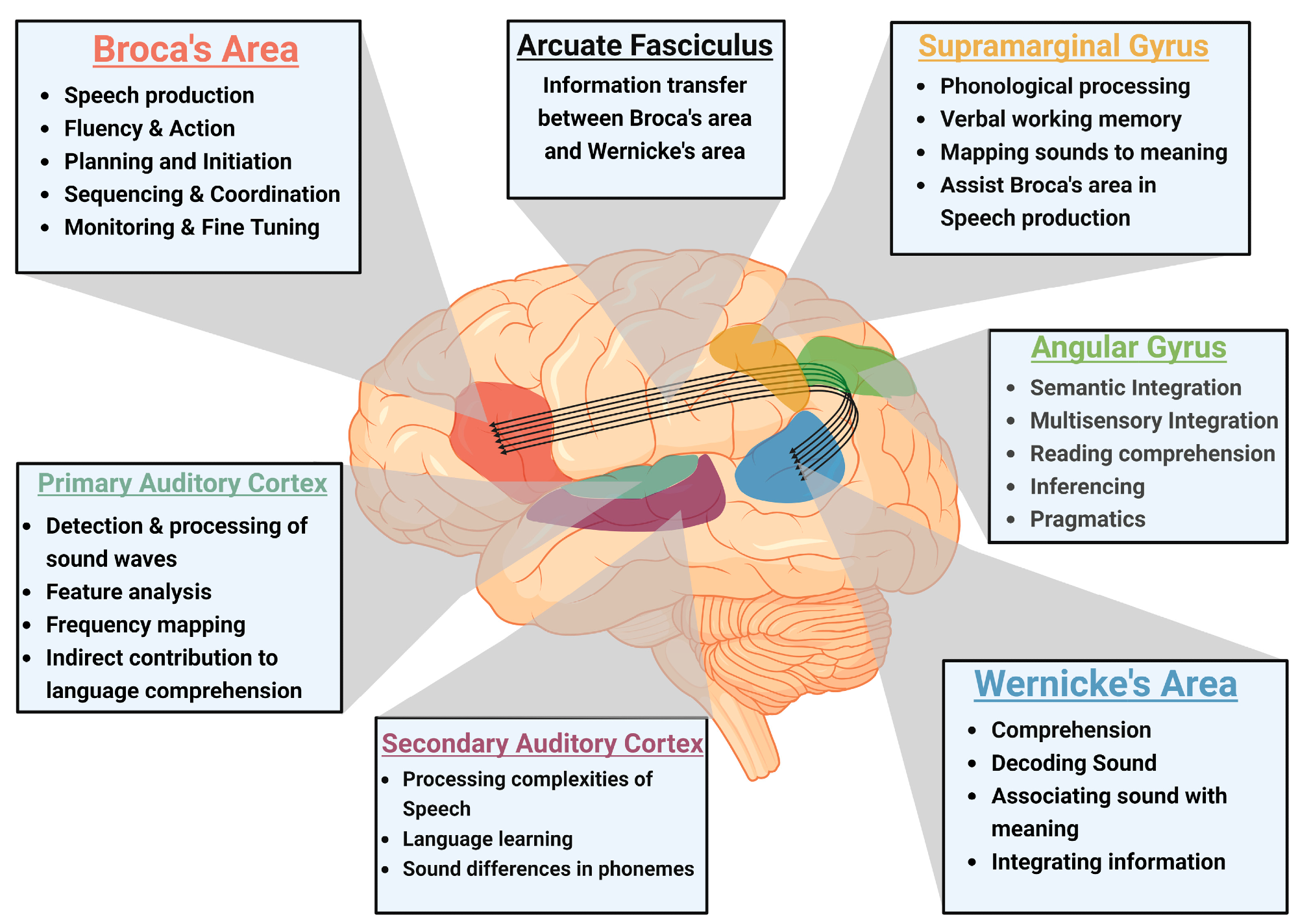 Neuroanatomy of language processing and speech production: The figure emphasizes the interconnected nature of Broca’s area, Wernicke’s area, and the Arcuate Fasciculus in speech production and comprehension. It also illustrates the supramarginal gyrus and angular gyrus, which are involved in phonological processing and semantic integration, along with the primary and secondary auditory cortex, responsible for auditory processing (figure created using BioRender).