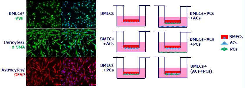 Co-culturing endothelial cells and pericytes to assess drug BBB penetration