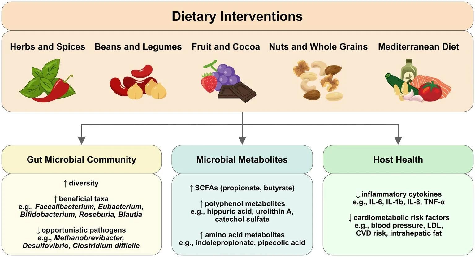 Dietary interventions can modulate gut microbial composition and metabolites that influence host health outcomes. Gut microbiome-targeting interventions can range from simple food additions to more complex dietary patterns, influencing gut microbial composition, diversity, metabolite production, and resulting health benefits. Arrows show the progression from dietary intake through microbial changes to host health outcomes. ↑ indicates increase; ↓ indicates decrease.3