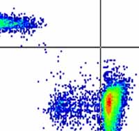 dentifying the T cells that suppress proliferation to allergens after immunotherapy. (Photo: Mark Larche, et al.)