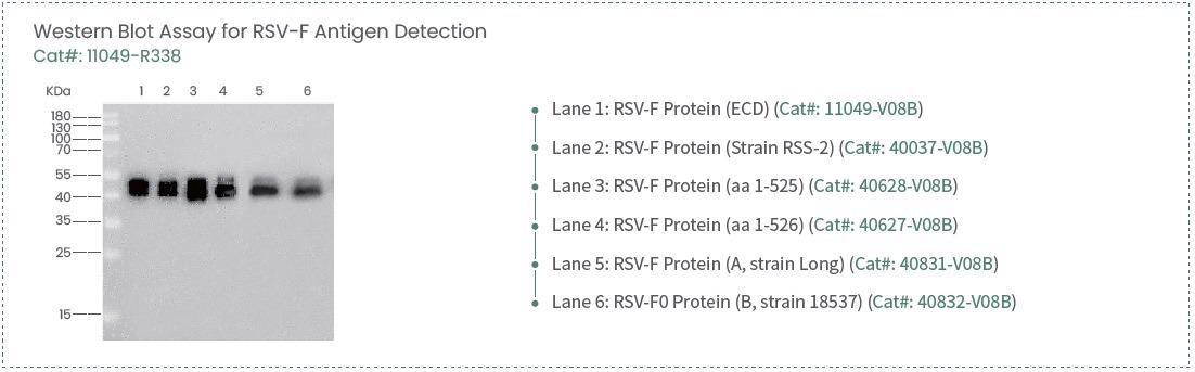 The applications of respiratory syncytial virus antigens and antibodies in therapeutic and immunological development