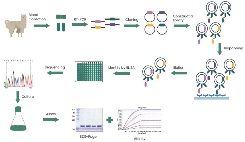 Improving cancer diagnostics and therapeutics through nanobody research