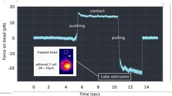 Using nano-force tools to dissect T cell mechanosensing
