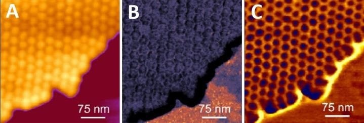 How AFM investigates Viruses