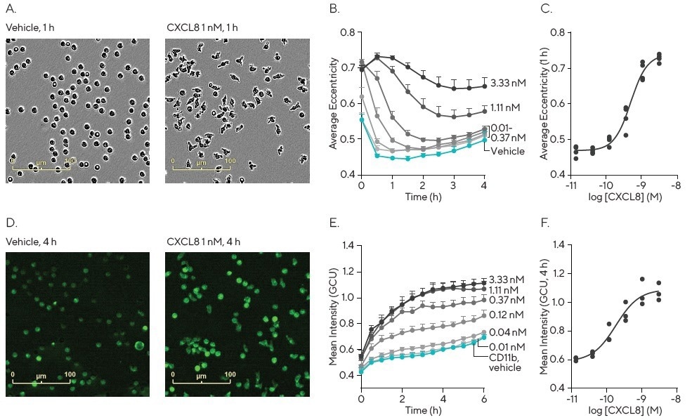 10 common applications of live cell analysis in immunology