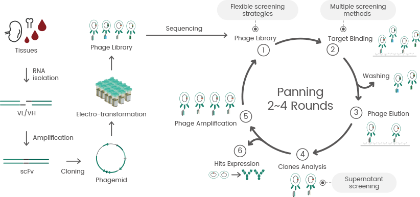 The importance of recombinant antibody production in drug discovery