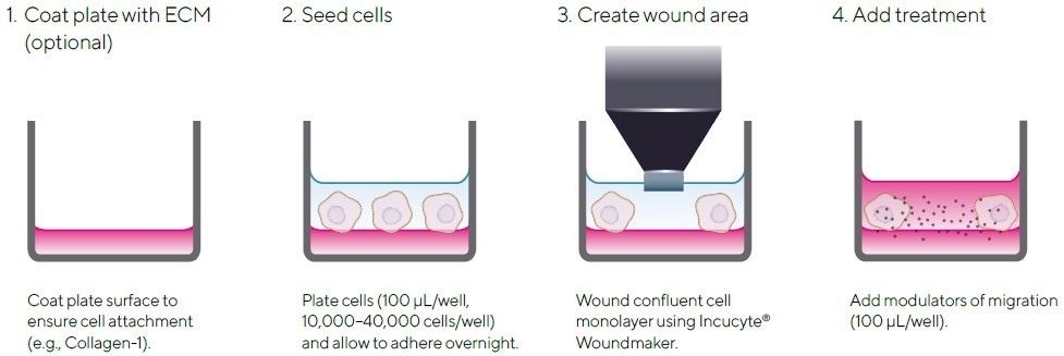 Quantifying cell migration in real-time