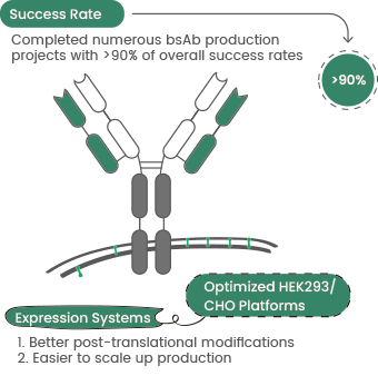 Sino Biological bispecific antibody production service highlights.