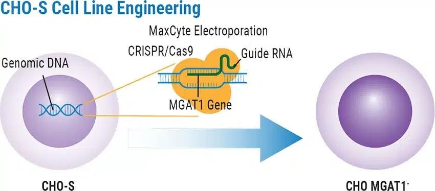 CHO cell CRISPR Engineering for enhancing HIV-1 vaccine efficacy