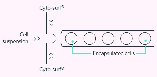 Screening and isolating rare cells with assured clonality